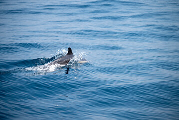 Delfine in der freien Natur © Manfred Herrmann