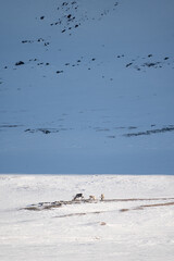 Reindeers grazing on a snowy fell side, Varanger Peninsula, Northern Norway