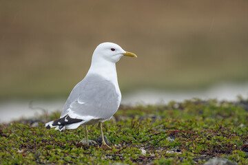 A common mew resting on the ground on a summer day in Varanger Peninsula, Northern Norway