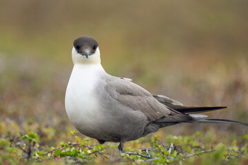 Long-tailed Skua (Stercorarius longicaudus) resting on the ground and guarding the nesting territory, Varanger Peninsula, Northern Norway