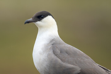 Long-tailed Skua (Stercorarius longicaudus) resting on the ground and guarding the nesting territory, Varanger Peninsula, Northern Norway