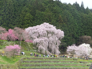 1000年咲き誇る見事な枝垂桜の木（奈良県）日本