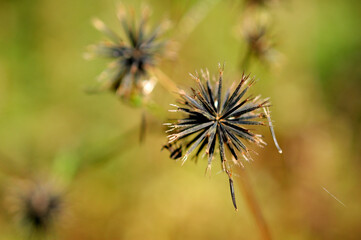 コセンダングサ