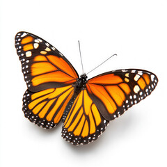Fototapeta premium Monarch Butterfly Isolated On White
