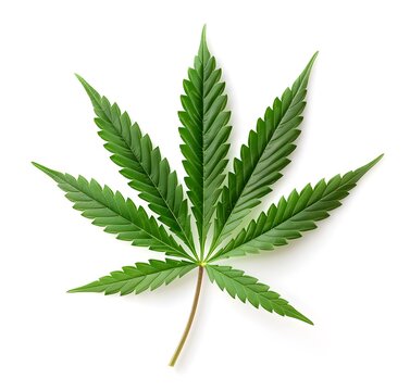 Cannabis leaf marijuana green hemp white background, cbd medicine herb drug