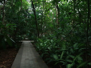 Peaceful Pathway Through Lush Forest Park