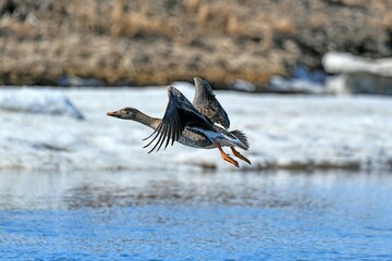 great crested grebe