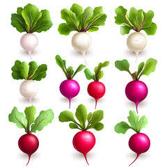 A vibrant collection of colorful radishes showcasing various shapes and sizes arranged neatly on a white background