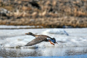 duck on ice