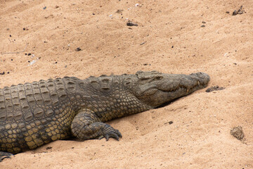 crocodile dans le Parc National Kruger, Afrique du Sud