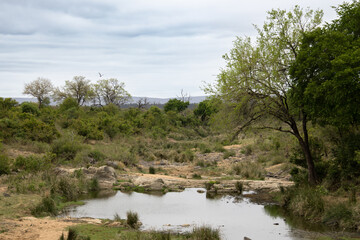 paysage dans le Parc National Kruger, Afrique du Sud