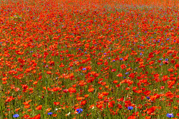 Red poppy flower in spring time - full frame