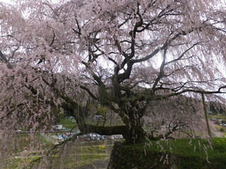 奈良の千年枝垂桜に心奪われる見ごたえのある桜、（奈良県）日本