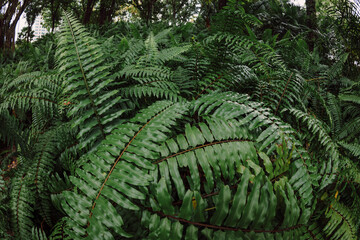 Fern leaves close up in park or rain forest