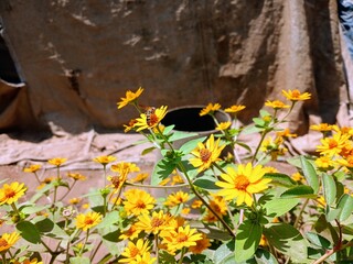 yellow flowers in a garden