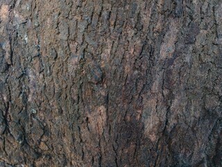 close up texture pine tree