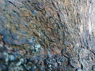texture of pine tree