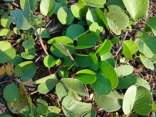 close up of green leaves Ipomoea pes-caprae
