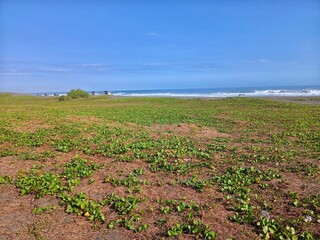 a stretch of Ipomoea pes-caprae that lives on the coast