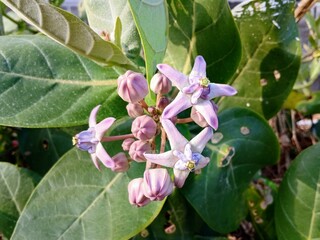 flower Giant calotrope plant