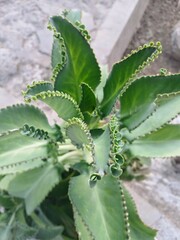 close up green leaves Kalanchoe laetivirens 