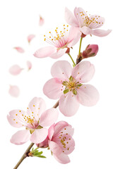 Yellow Mai Flower and Peach Blossom PNG with Transparent Background &ndash; Isolated Lunar New Year Flowers