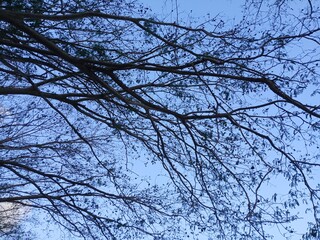 trunk silhouette Enterolobium cyclocarpum, commonly known as conacaste, guanacaste, caro caro, devil's ear tree, monkey-ear tree, or elephant-ear tree