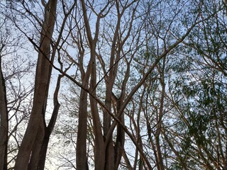 trees and sky