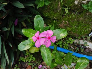 Madagascar Periwinkle flower