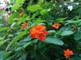 latana camara or common latana flower