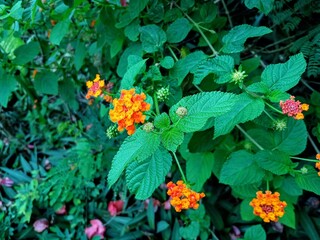 red and yellow flower latana camara