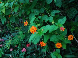 red and yellow flowers Lantana camara (common lantana) native to tropical areas of the Americas.