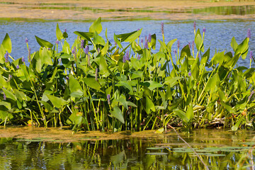 Pickerelweed, Pickerel Rush Water hyacint (Pontederia cordata). The pickerelweed    or pickerel...