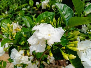 white flowers Gardenia jasminoides  in the garden
