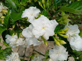 white flowers Gardenia jasminoides , commonly known as gardenia and cape jasmine