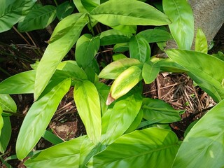 Temu lawak plant or Curcuma zanthorrhiza in the back garden