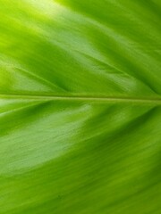 green leaf curcuma zanthorrhiza texture