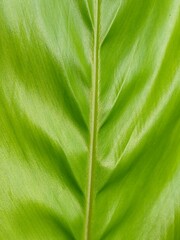 Texture of the leaves of Temu lawak or Curcuma zanthorrhiza