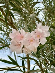 White Oleander flower, Sweet Oleander flower - Nerium Oleander. blossom and beautiful.
