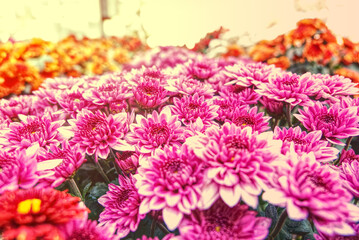 Close up of bouquet pink chrysanthemum flowers growing in the garden.