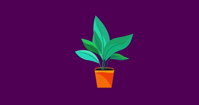Cartoon houseplant in square pot isolated. Business style house or office interior plant flower good for explainer. Flat vector simple business style infographic seamless loop animation 4k video.