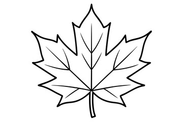 Maple leaf outline vector illustration white background