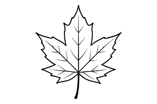 Maple leaf outline vector illustration white background