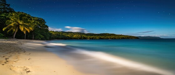 Tranquil Nighttime Beach with Palm Trees and Starry Sky