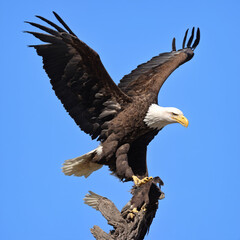 isolated Bald eagle bird close-up