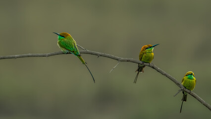 Asian green bee-eater