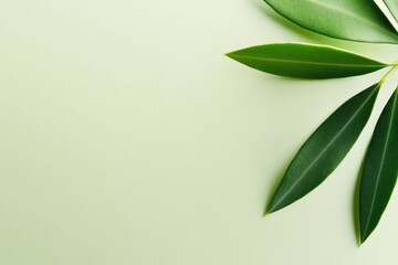 Minimalist olive leaves on a soft green background, embodying Mediterranean simplicity and freshness.