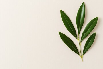 Fototapeta premium Minimalist composition of fresh green olive leaves with water droplets on a soft, neutral background, symbolizing natural Mediterranean purity and elegance..