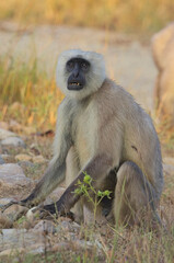 Fototapeta premium Northern Plains Grey Langur, also known as the Bengal Sacred Langur and Hanuman Langur (Semnopithecus entellus) sitting on the ground in the Jim Corbett National Park, Uttarakhand, India.