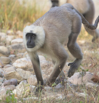 Northern Plains Grey Langur, also known as the Bengal Sacred Langur and Hanuman Langur (Semnopithecus entellus) on the ground in the Jim Corbett National Park, Uttarakhand, India.